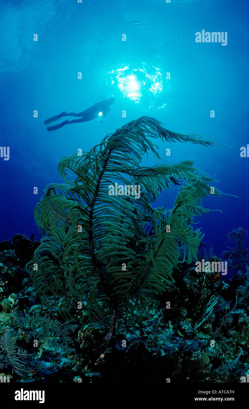 Subacqueo con coralli molli Mar dei Caraibi Cuba Foto Stock