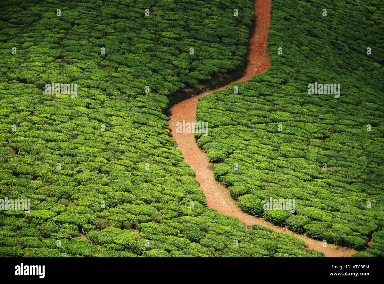 La piantagione di tè stradale attraverso i pendii in Kerala India Foto Stock