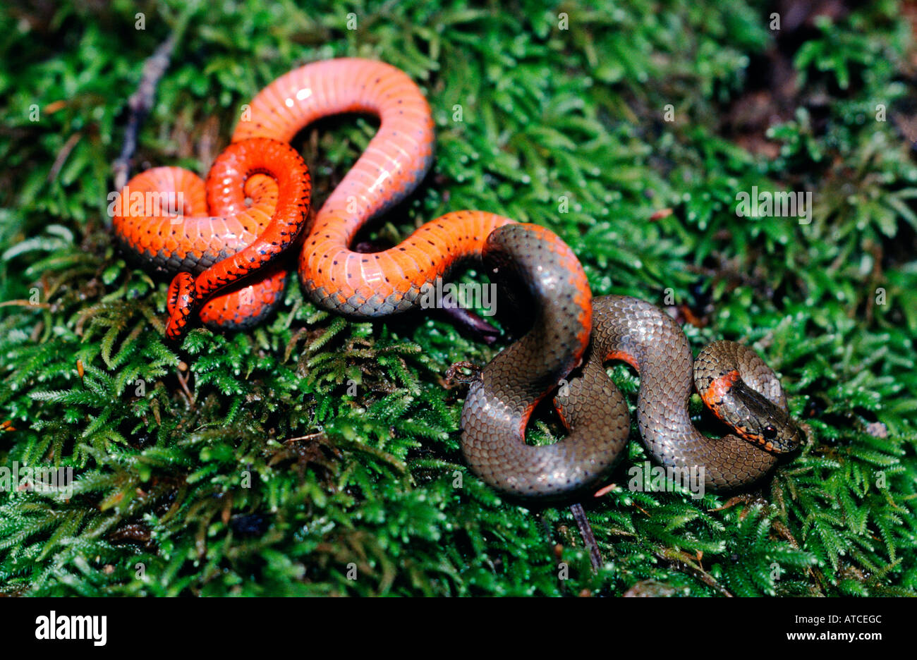 Ringneck snake Diadophis punctatus Santa Cruz Mountains California USA Foto Stock