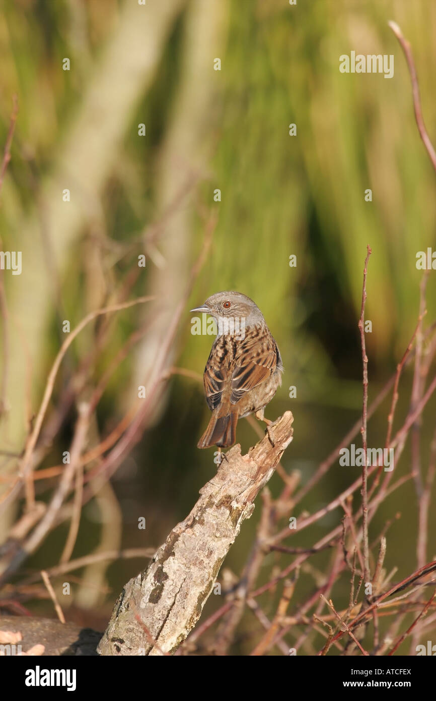 Dunnock Prunella modularis in habitat di macchia Regno Unito Foto Stock Dunnock Prunella modularis in habitat di macchia Regno Unito Foto Stock