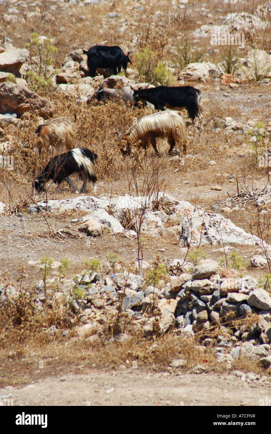 Capre selvatiche vagano lungo il paesaggio aspro di Rodi Grecia Foto Stock