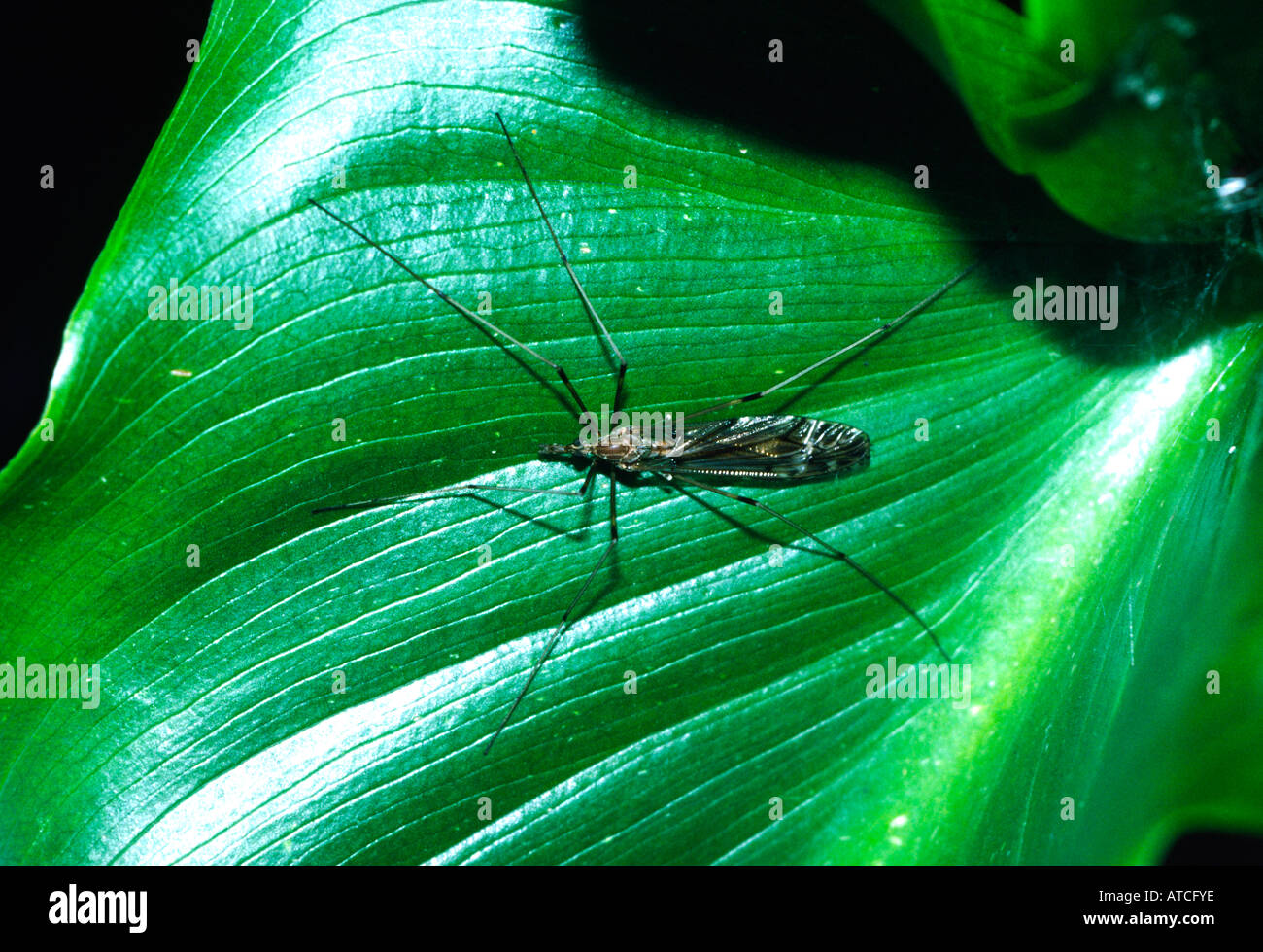 Gru fly Tiulidae familiari su una cala lily leaf San Francisco California Foto Stock