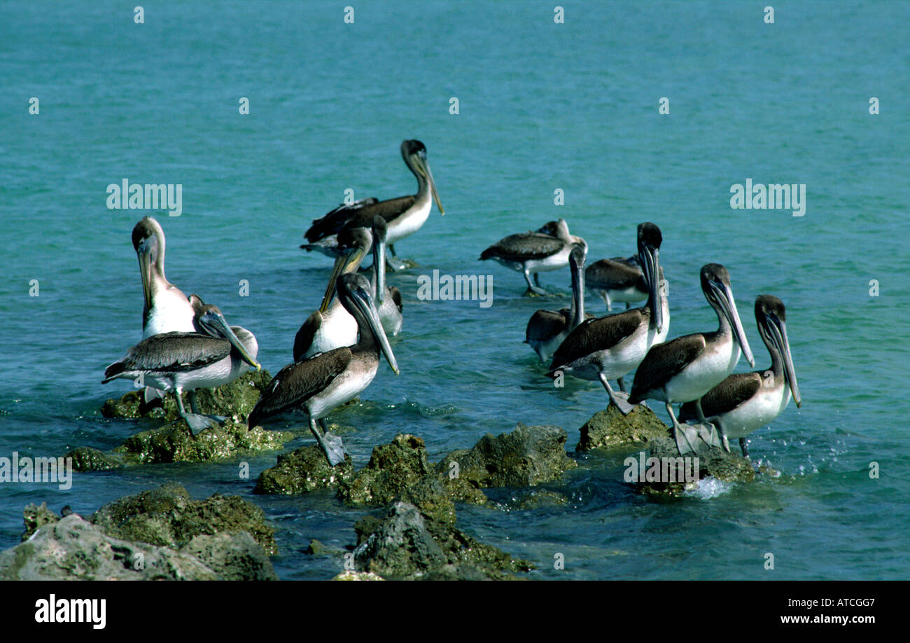 Brown pelican Pelecanus occidentalis vicino a Anna Maria pier Florida Foto Stock