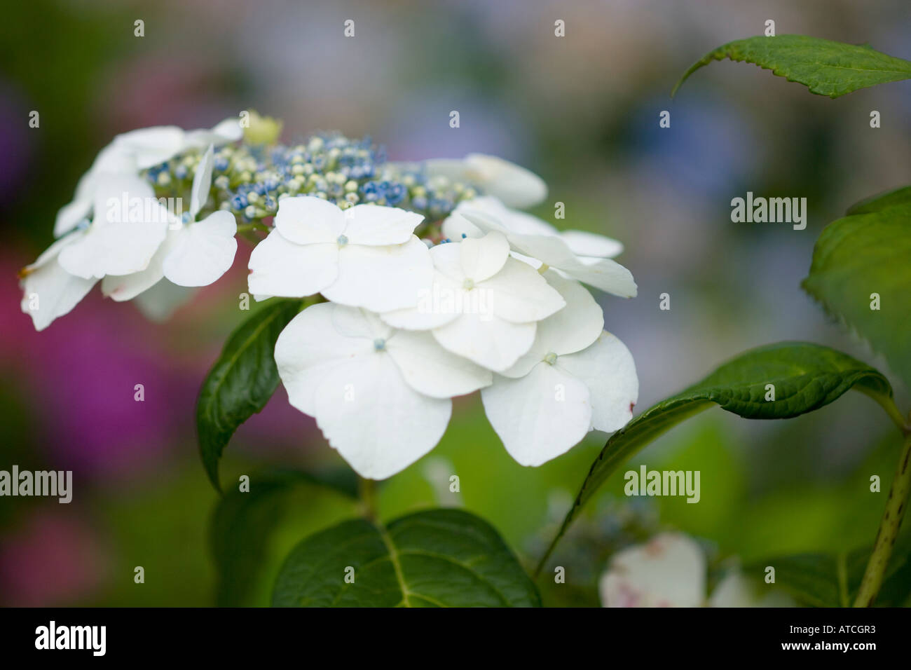 Hydrangea macrophylla Veitchii Foto Stock