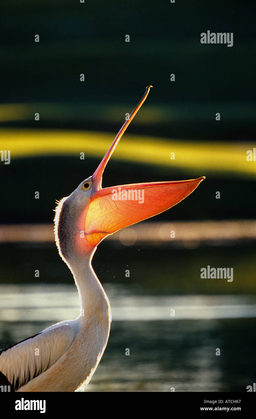 Pellicano australiano (Pelecanus conspicillatus) Foto Stock