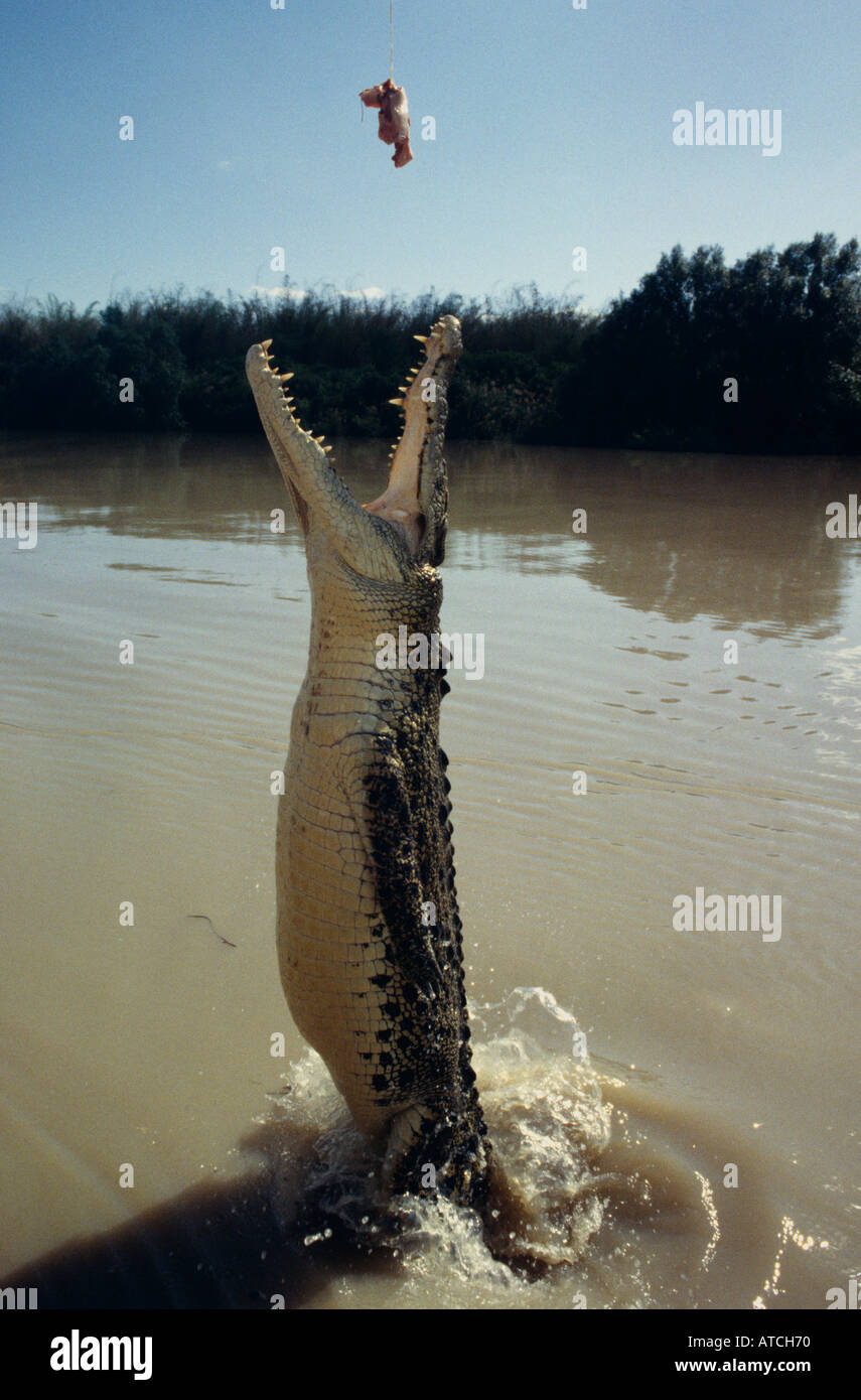 Coccodrillo di estuario (Crocodylus porosus) Australia Foto Stock