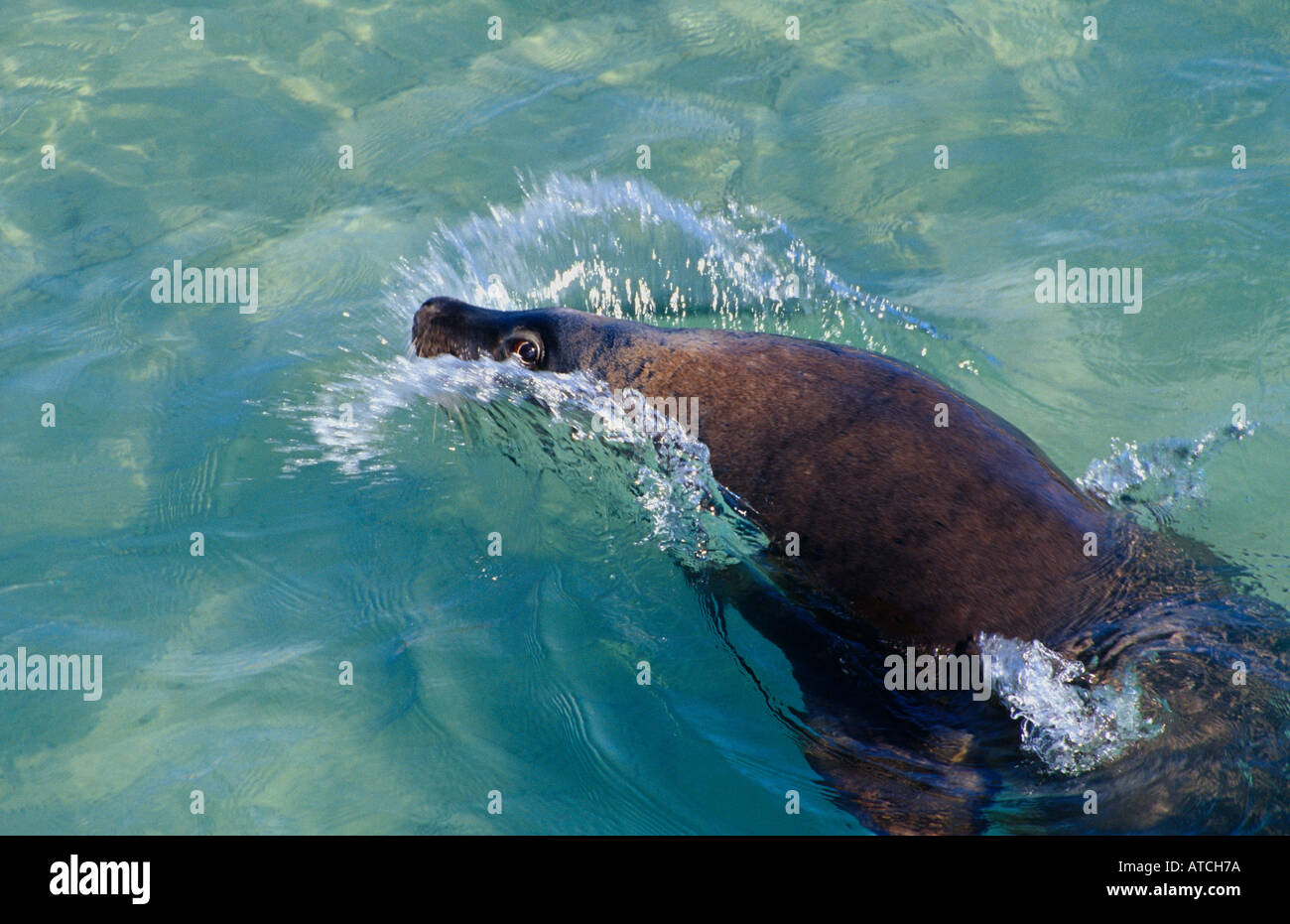 Australian Sea Lion nuoto Foto Stock