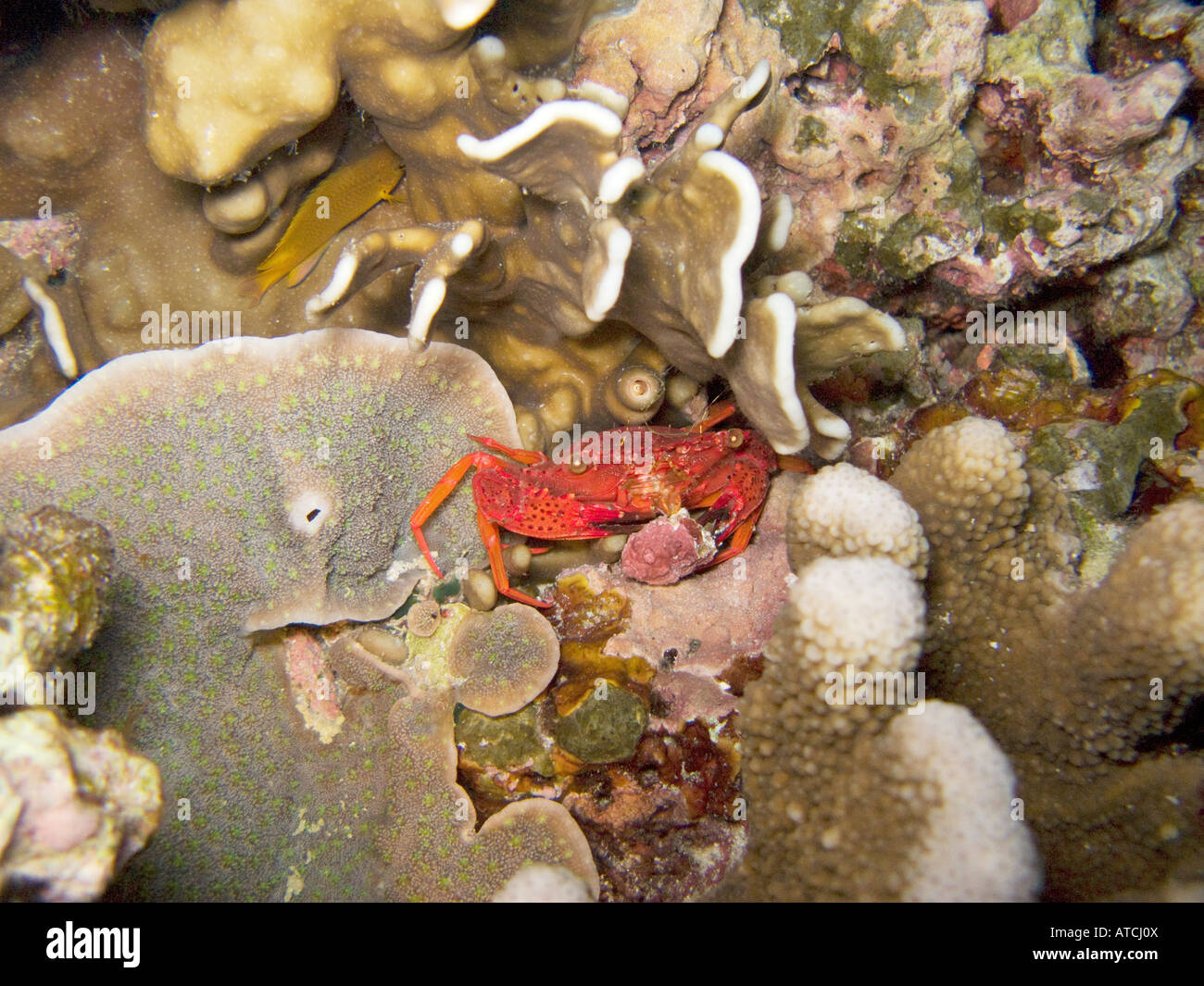Granchio rosso tra coral scattata di notte Foto Stock