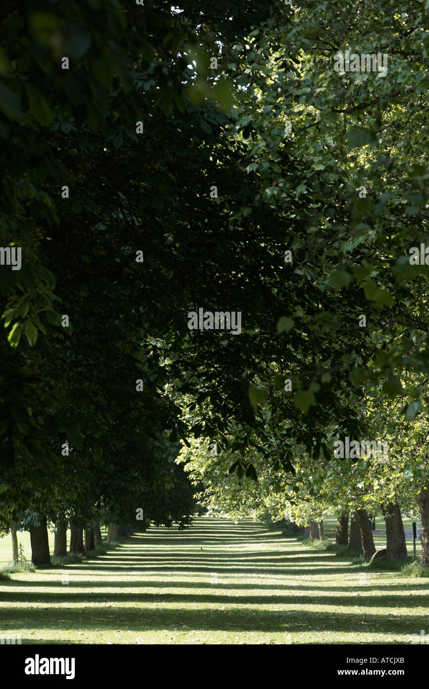 Viali di maturi alberi decidui in Windsor Great Park Regno Unito Foto Stock