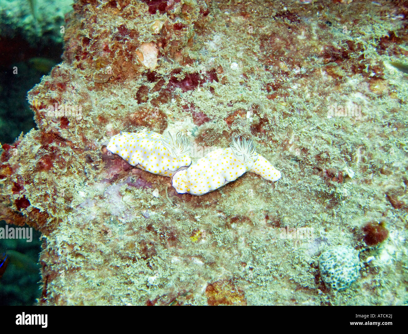 Due nudibranches bianco con macchie di colore arancione e margine di blu il 7 febbraio 2008. Foto Stock