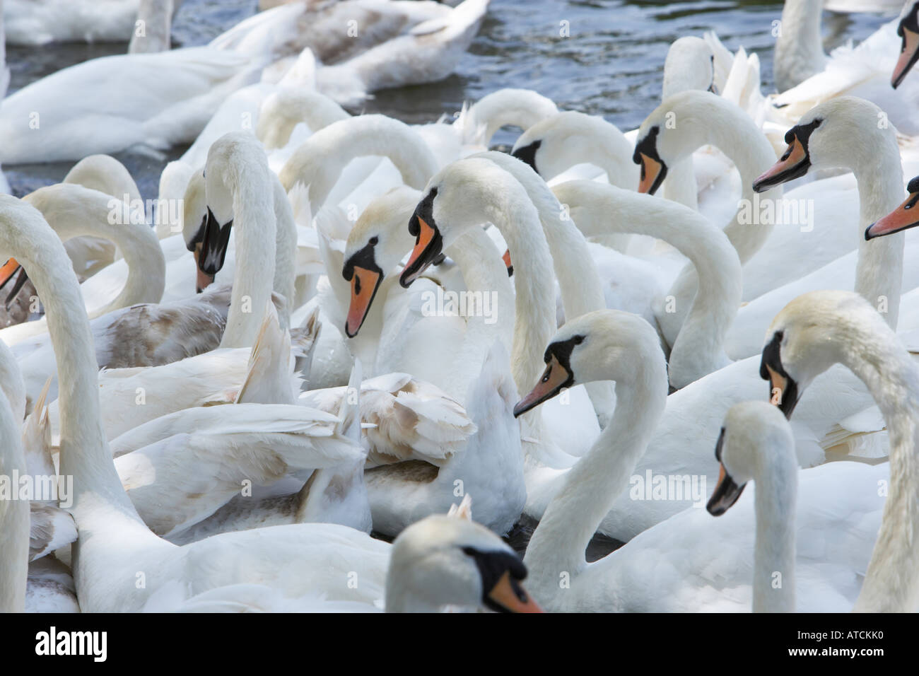 Cigni essendo alimentato a Windsor sul fiume Tamigi Foto Stock