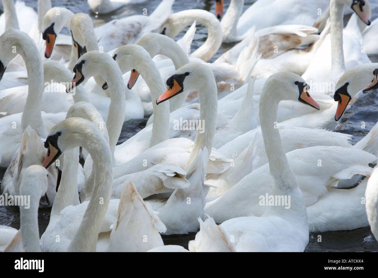 Cigni essendo alimentato a Windsor sul fiume Tamigi Foto Stock
