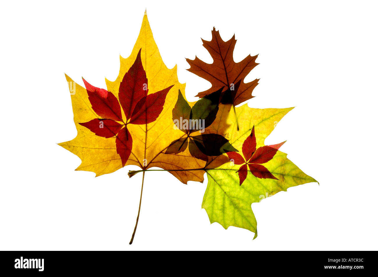 Una selezione di colore arancione-rosso verde giallo oro e marrone autunno / cadono le foglie contro un puro sfondo bianco. Foto Stock