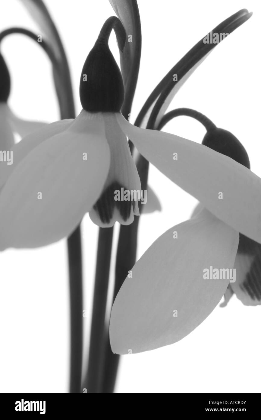 Close up snowdrop fiori in bianco e nero Foto Stock