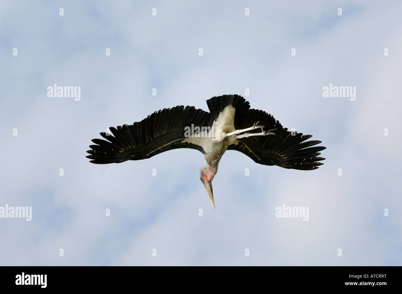 Marabou stork,maniera piccata di Marabou stork, Serengeti, Tanzania Foto Stock