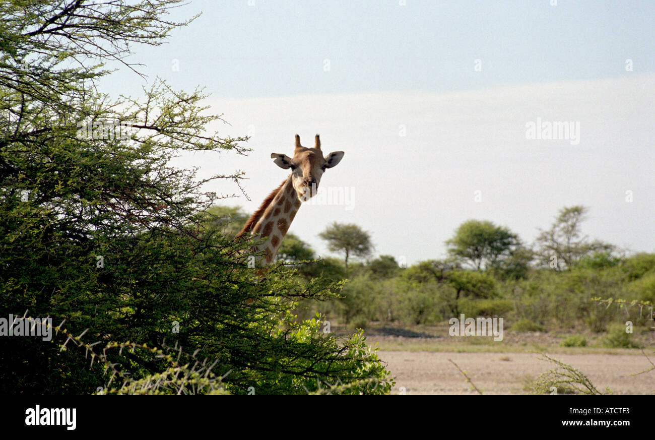 Curiose giraffe che spuntavano da dietro un albero di acacia nel parco nazionale Etosha, Namibia, Sud Africa Foto Stock