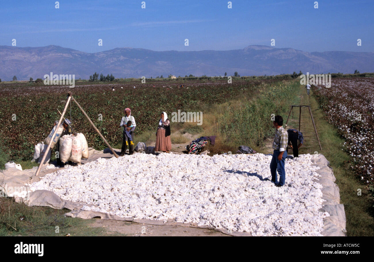 Il cotone Turchia azienda turca agricoltore harvest Foto Stock