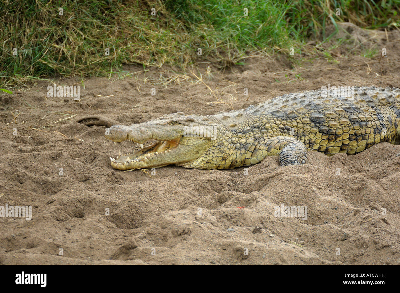 Un coccodrillo presso il fiume Grumeti, Serengeti, Tanzania Foto Stock