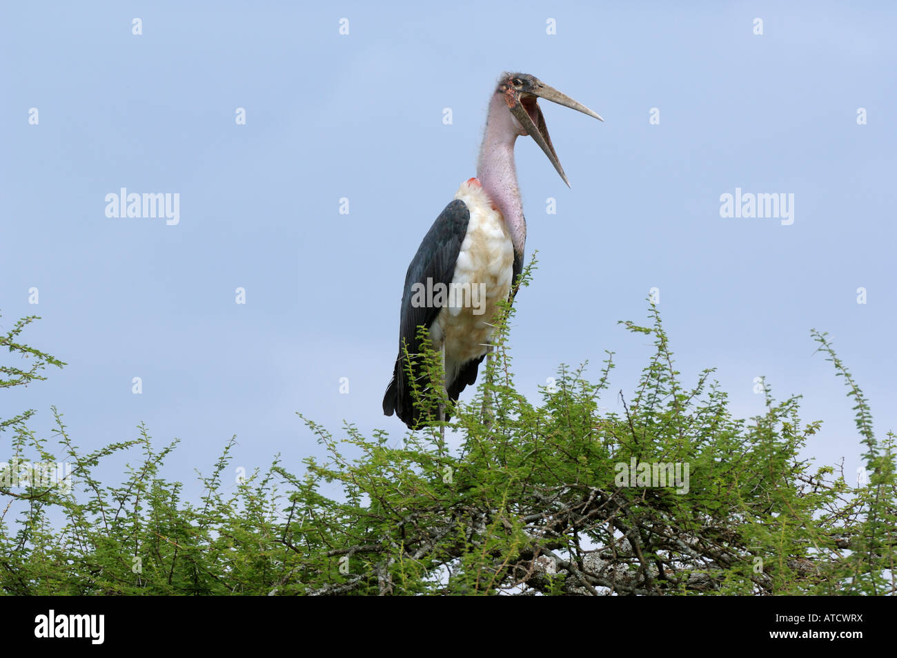 Marabou stork,Serengeti,Tanzania Foto Stock