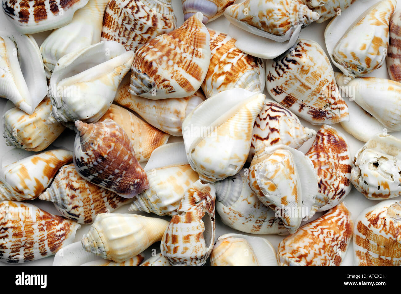 Seashell configurazione di sfondo Foto Stock