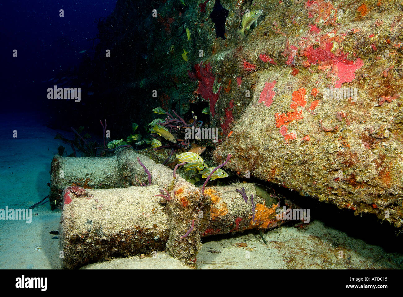 Lato del relitto Sapona, off Bimini Island, Bahamas Foto Stock