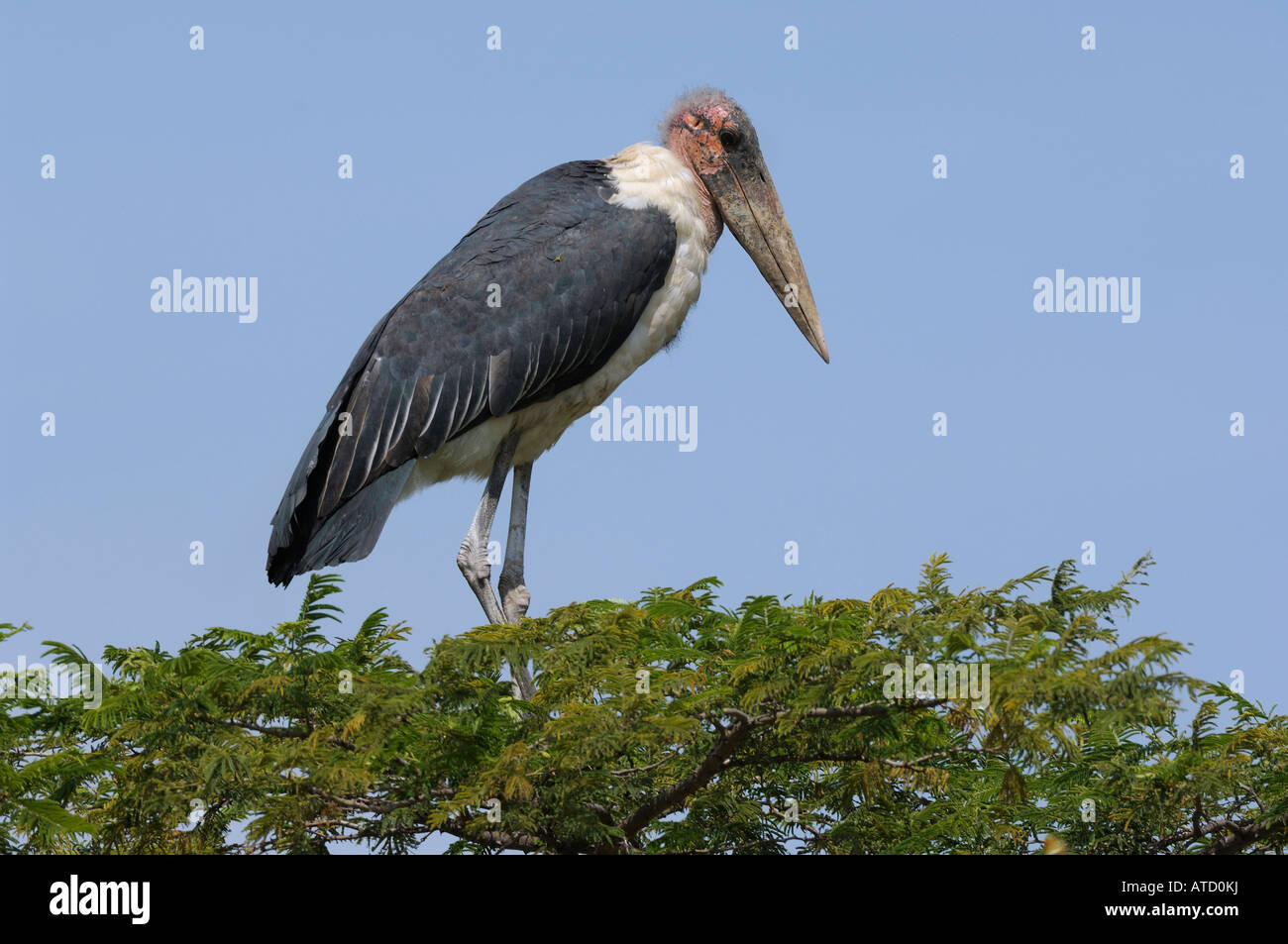Marabou stork su un albero, Serengeti, Tanzania Foto Stock