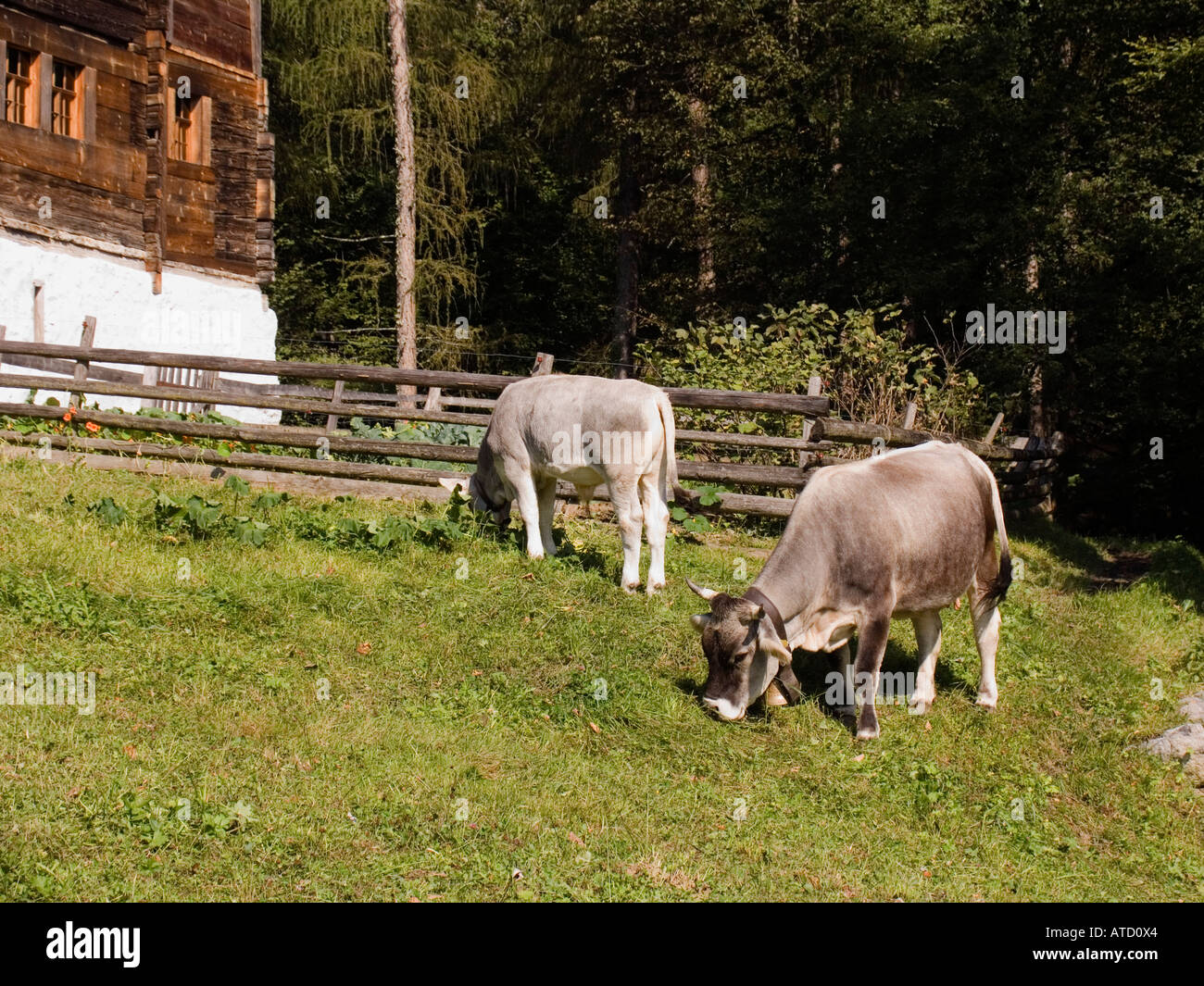 Le mucche svizzere con i tradizionali campane delle mucche attorno al collo Ballenberg Open Air Museum per la cultura rurale della Svizzera Foto Stock