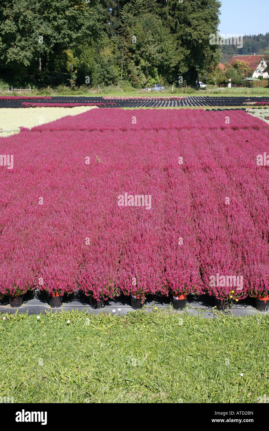 Cornovaglia heath (Erica vagans) Foto Stock