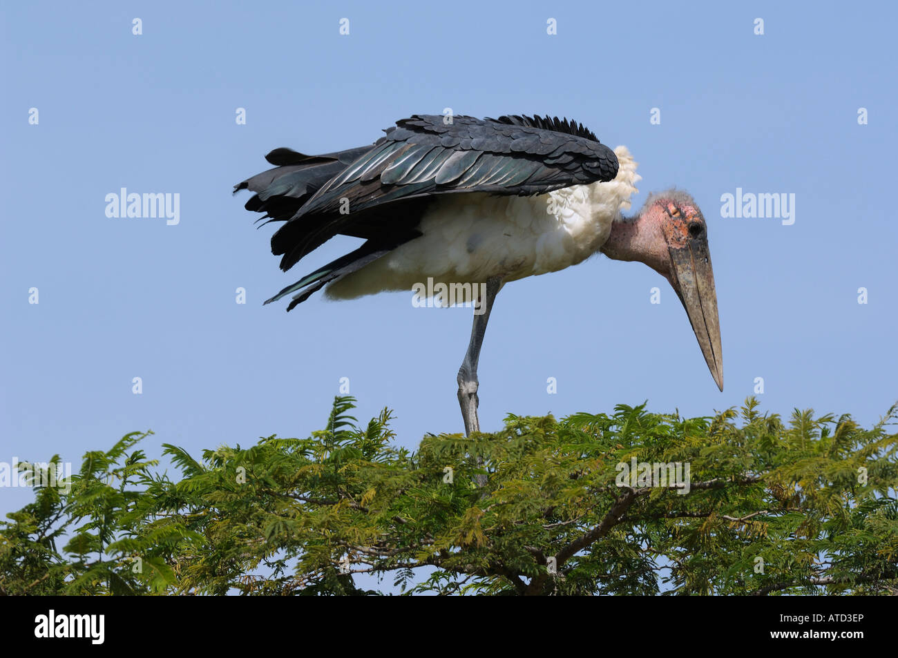 Marabou stork su un albero, Serengeti, Tanzania Foto Stock