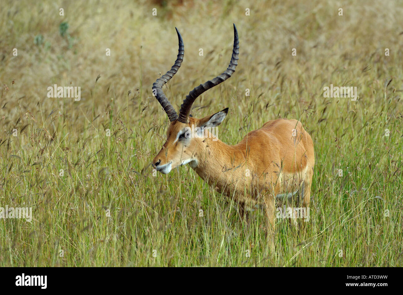 Impala,Impala antelope,Serengeti Tanzania Foto Stock
