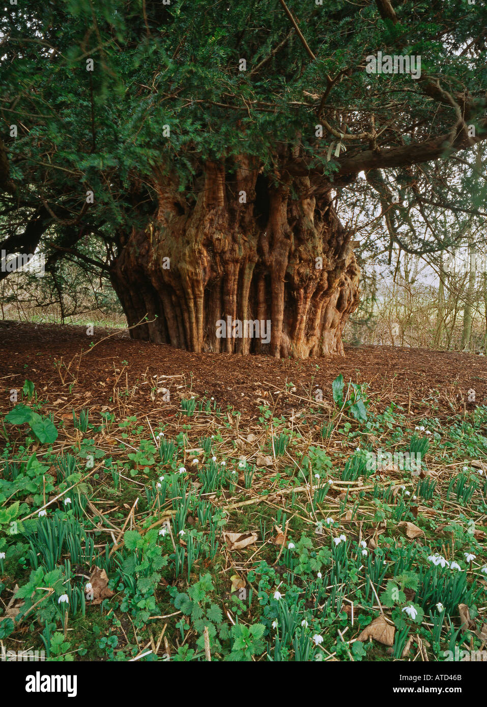 Antica Ankerwyke yew a Runnymead vicino a Windsor Regno Unito più di 2000 anni e al di sotto della quale la Magna Charta è stato firmato Foto Stock