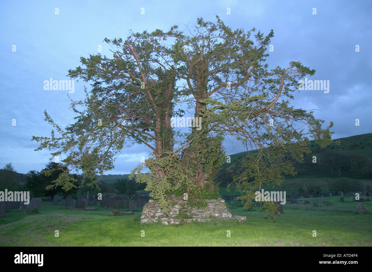 L'albero di Yew a Strata Florida in Galles centrale al di sotto del quale è sepolto uno dei Welsh re David Foto Stock