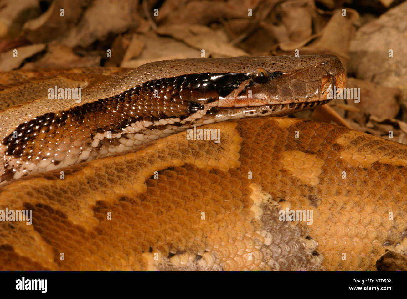 Pitone di anima Foto Stock