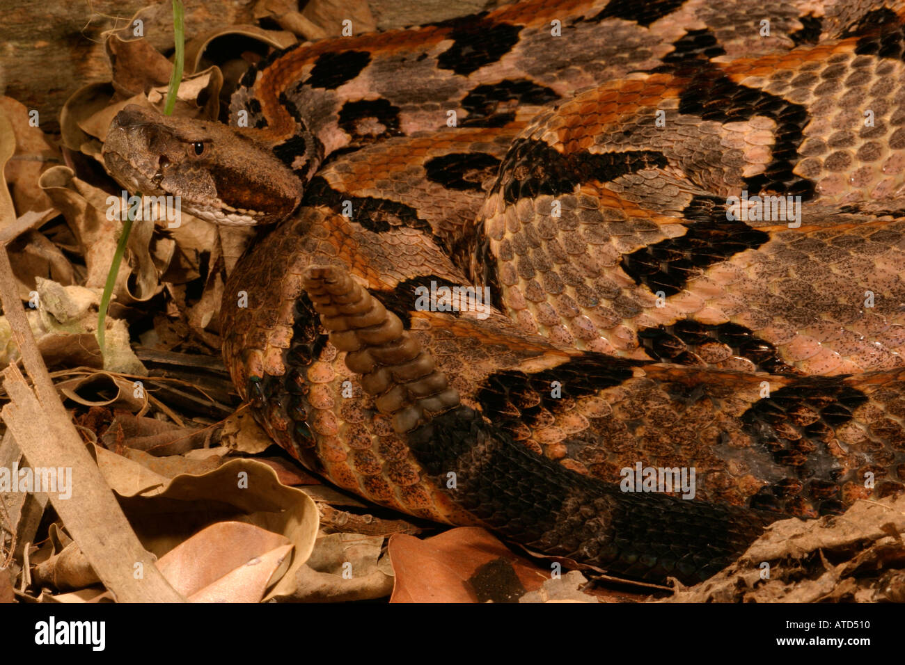 Canneto Rattlesnake Foto Stock