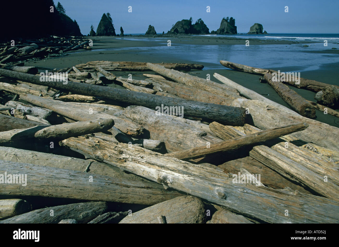 Driftwood su Shi-shi Beach, punto di archi, il Parco Nazionale di Olympic, Washington Foto Stock