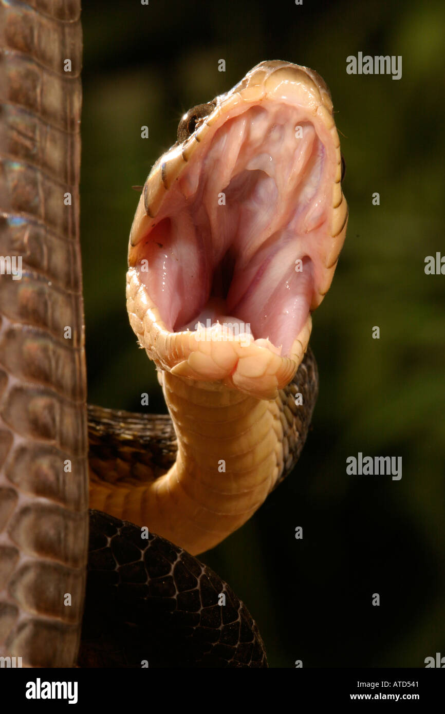 Blanding s Tree Snake Foto Stock