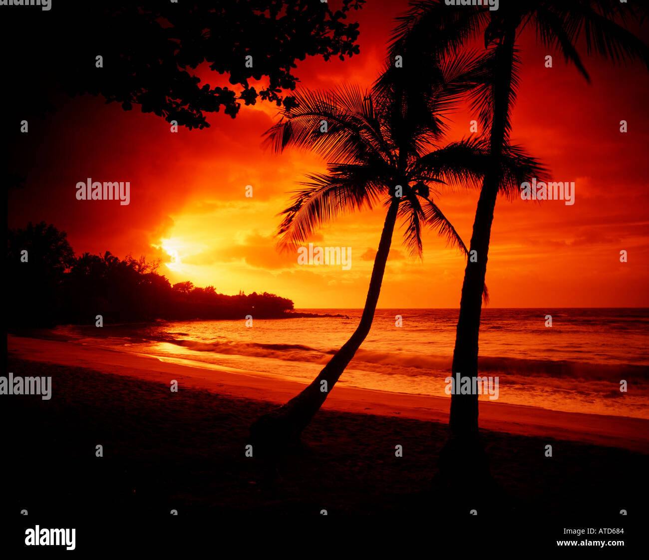 Le palme si stagliano al tramonto sulla spiaggia di Anaehoomalu lungo la costa di Kona sulla Big Island delle Hawaii Foto Stock