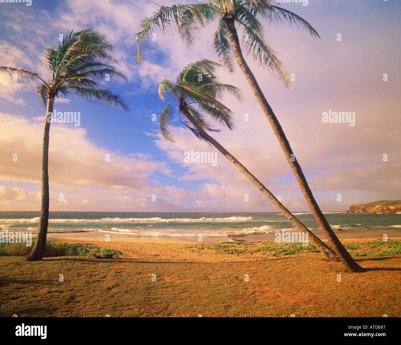 Palme ondeggiano nella brezza tropicale sulla spiaggia Mahaulepu su Kauai Hawaii Foto Stock