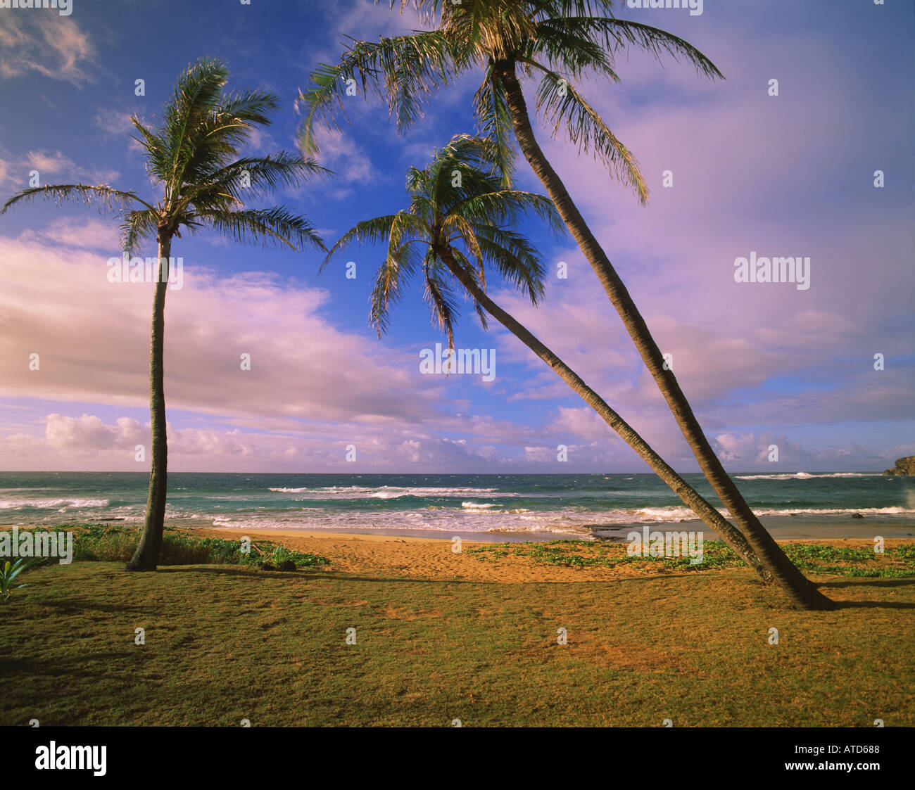 Palme ondeggiano nella brezza tropicale sulla spiaggia Mahaulepu su Kauai Hawaii Foto Stock