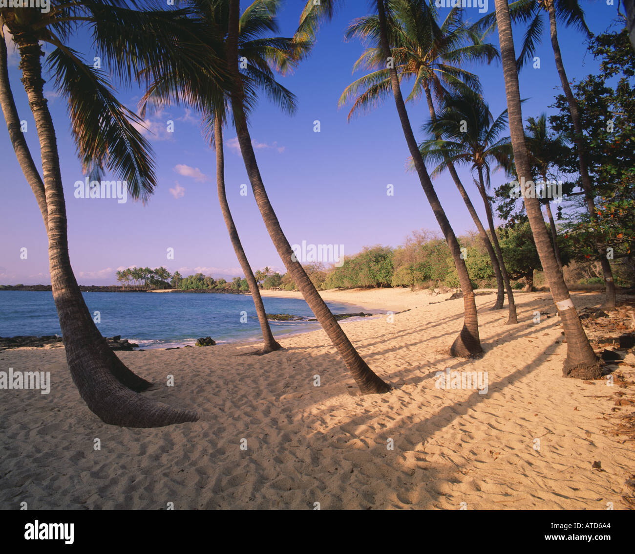 Un boschetto di palme sulla spiaggia Mahaiula Kona Coast sulla Big Island delle Hawaii Foto Stock