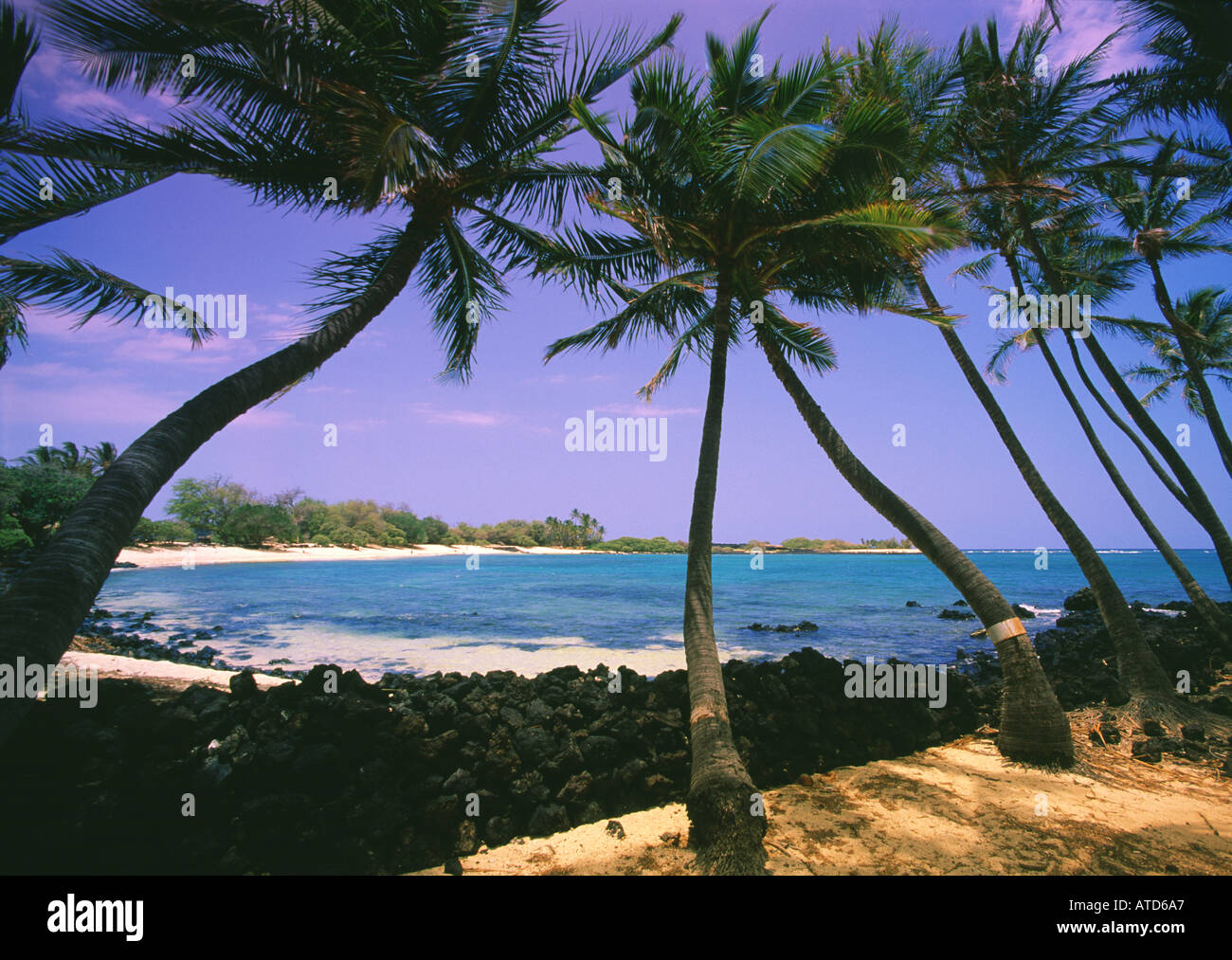Palme raggiungere verso l'oceano su Mahai ula spiaggia costa di Kona sulla Big Island delle Hawaii Foto Stock