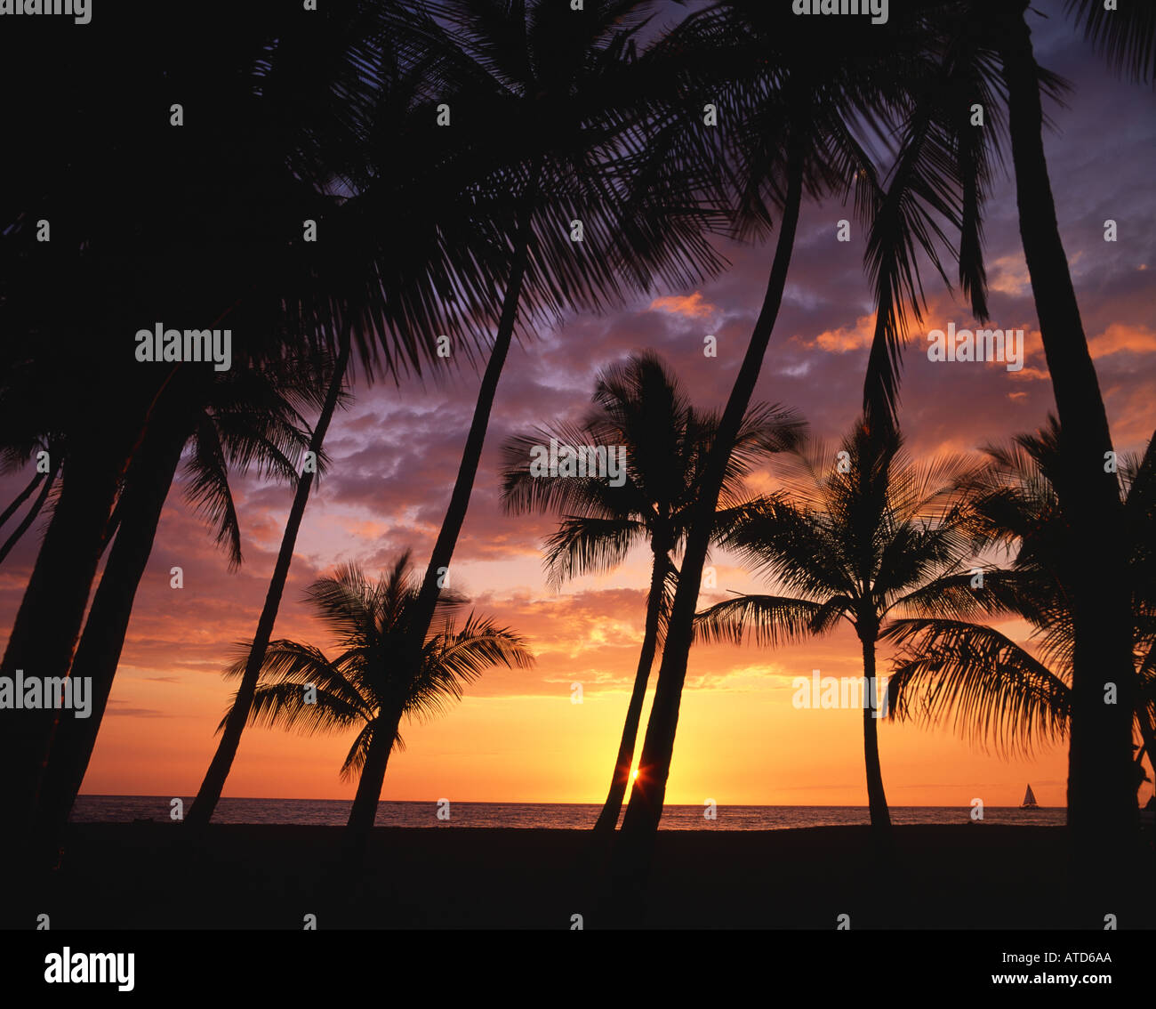 Le palme si stagliano al tramonto sulla spiaggia di Anaehoomalu lungo la costa di Kona sulla Big Island delle Hawaii Foto Stock