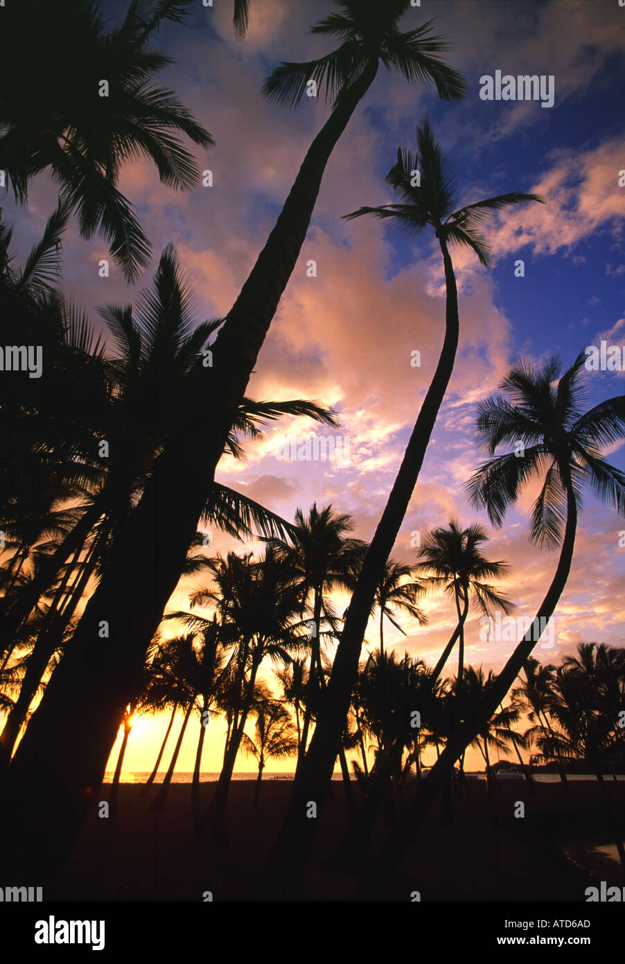 Un boschetto di palme stagliano al tramonto sulla spiaggia di Anaehoomalu lungo la costa di Kona sulla Big Island delle Hawaii Foto Stock