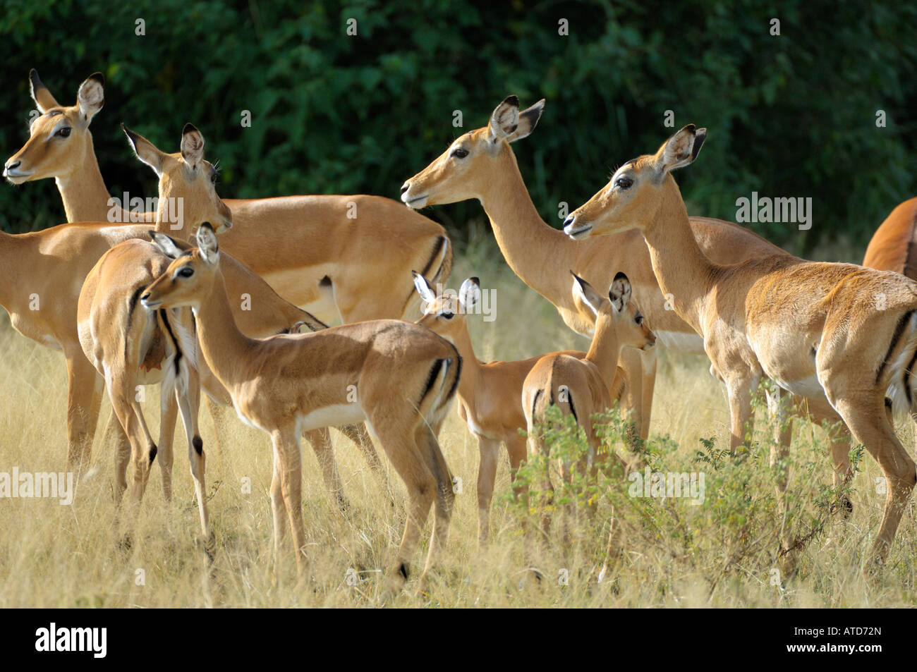 Impala,una mandria di Impala antilopi,Serengeti Tanzania Foto Stock