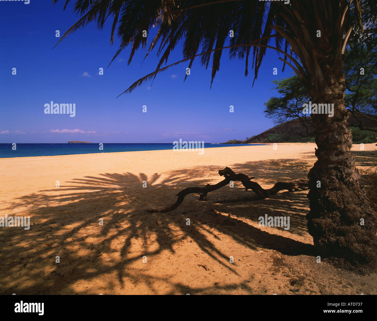 Una grande palma getta ombre sulla sabbia della spiaggia di Makina Maui Hawaii Foto Stock