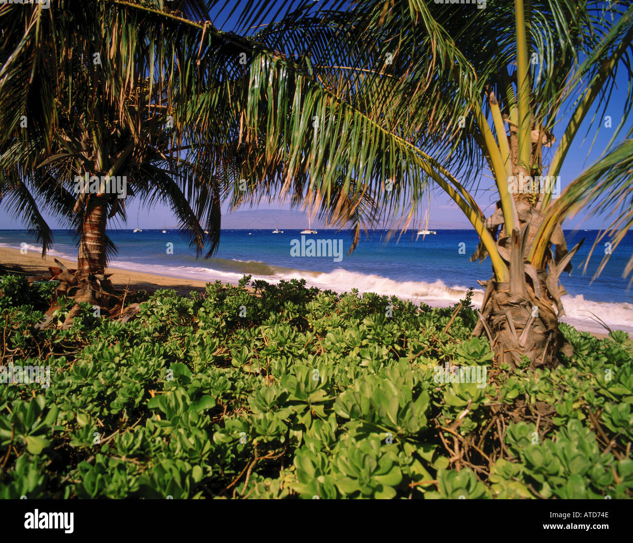 Verde e lussureggiante vegetazione e palme sulla spiaggia di Kaanapali di Maui Hawaii Foto Stock