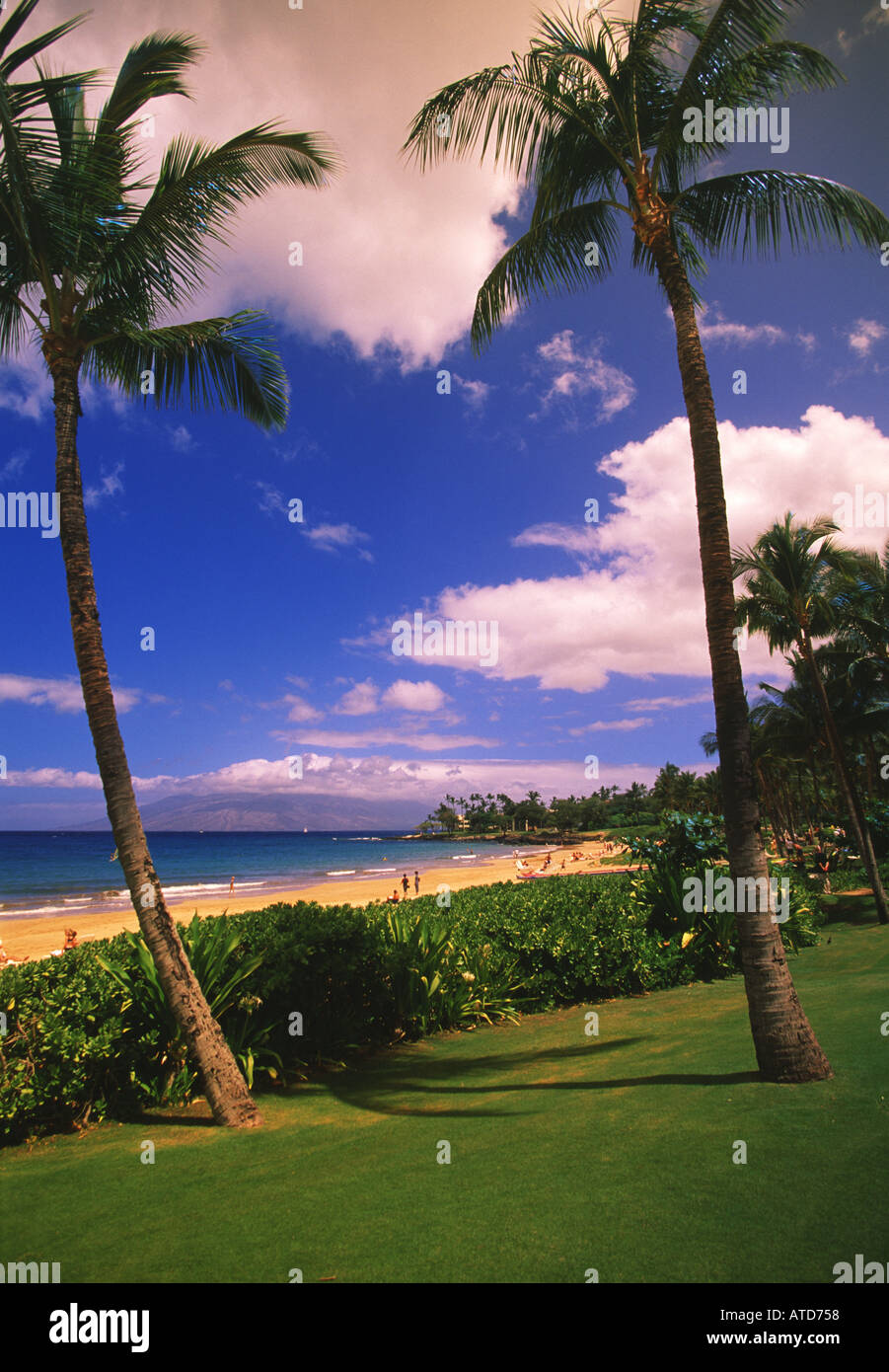 Palme sulla spiaggia di Kaanapali di Maui Hawaii al di sotto di un nitido cielo blu pieno di soffici nuvole Foto Stock