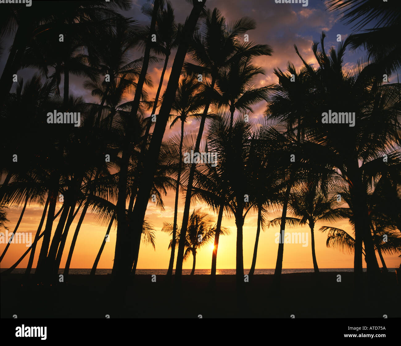 Le palme si stagliano al tramonto sulla spiaggia di Anaehoomalu costa di Kona Big Island delle Hawaii Foto Stock