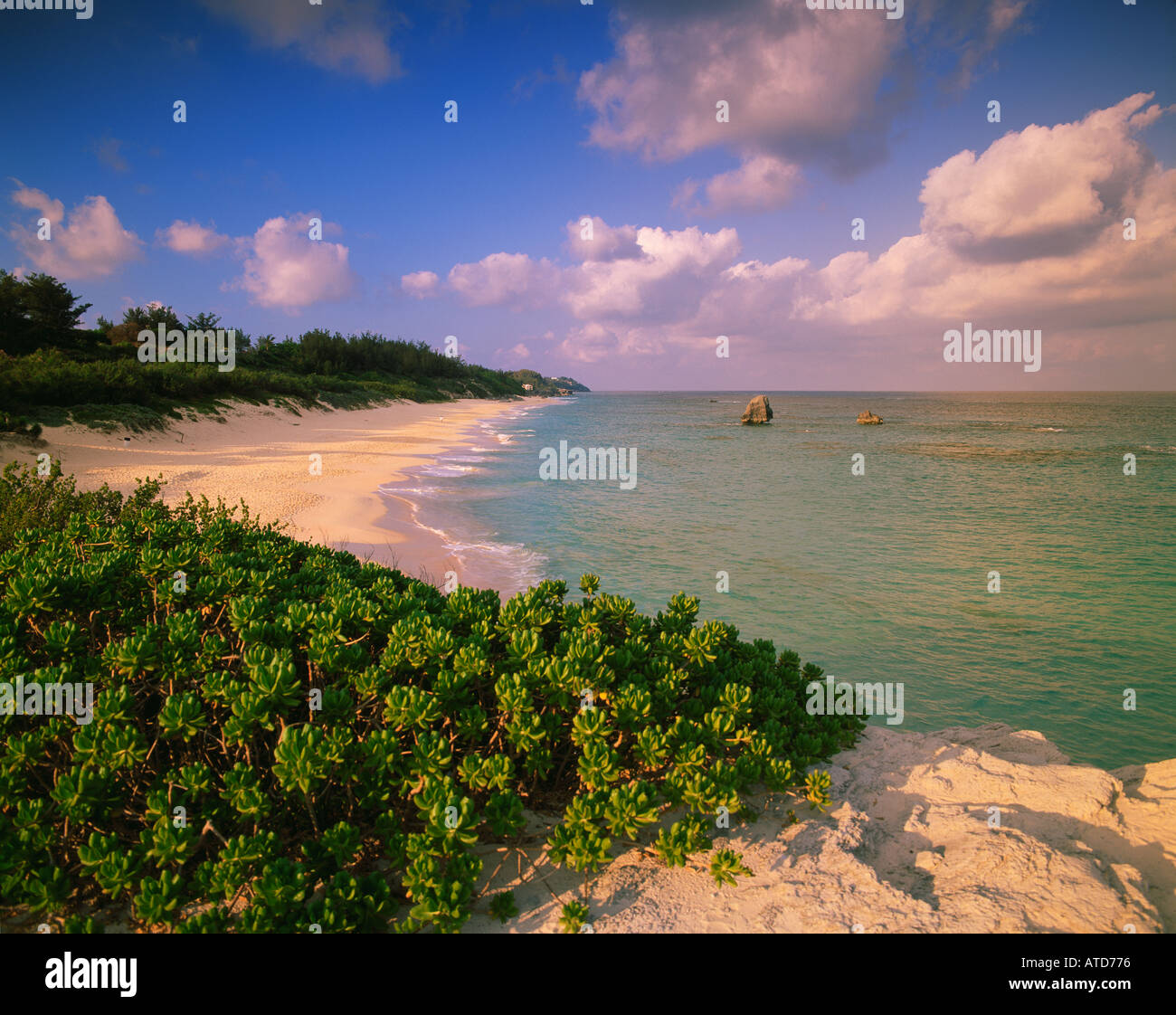 Warwick Long Bay in Bermuda offre una sabbia rosa beach vegetazione lussureggiante e aqua blue water Foto Stock