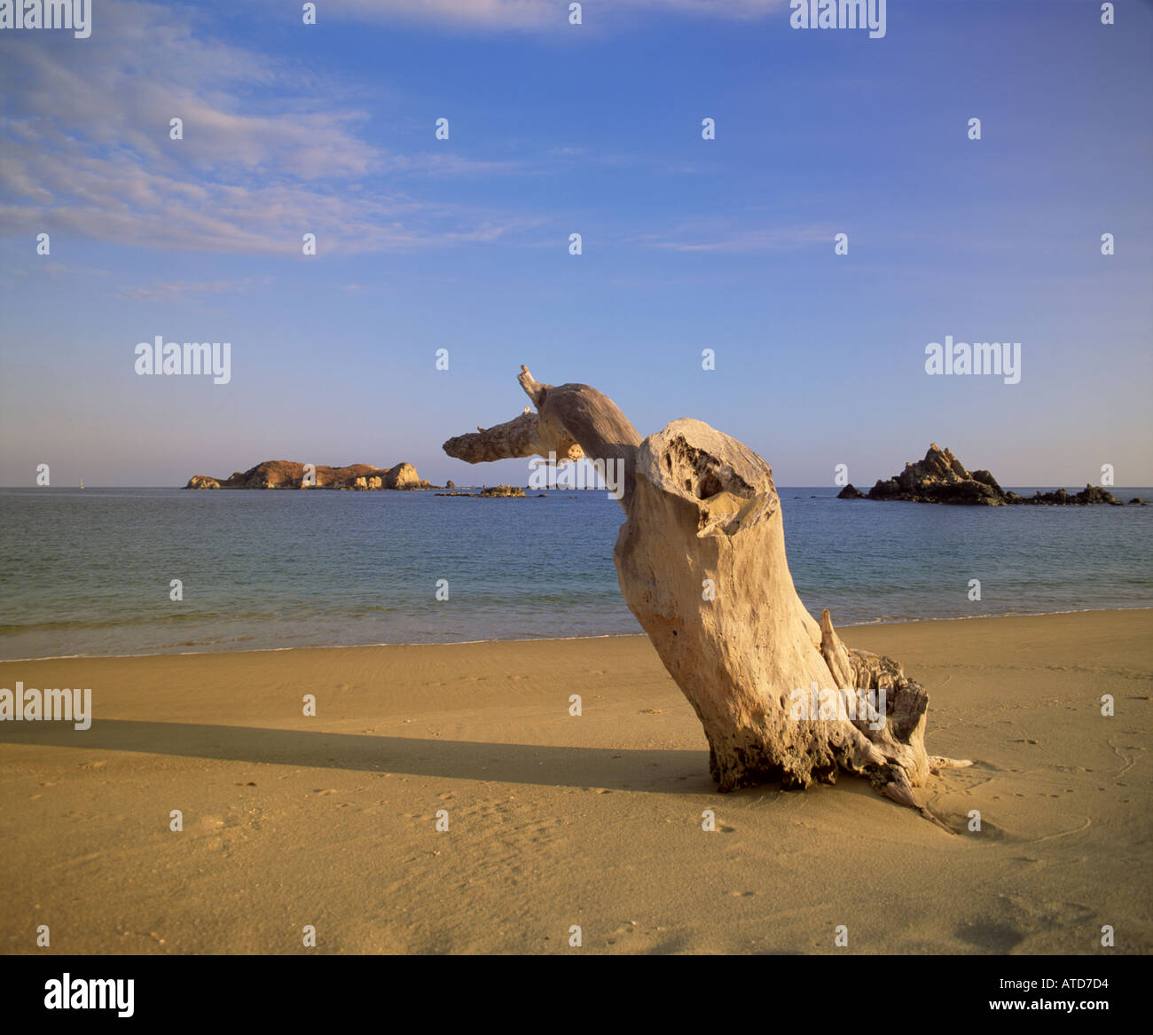Un weathered tronco di albero è lavato a terra sul Huatulco Beach Messico Foto Stock